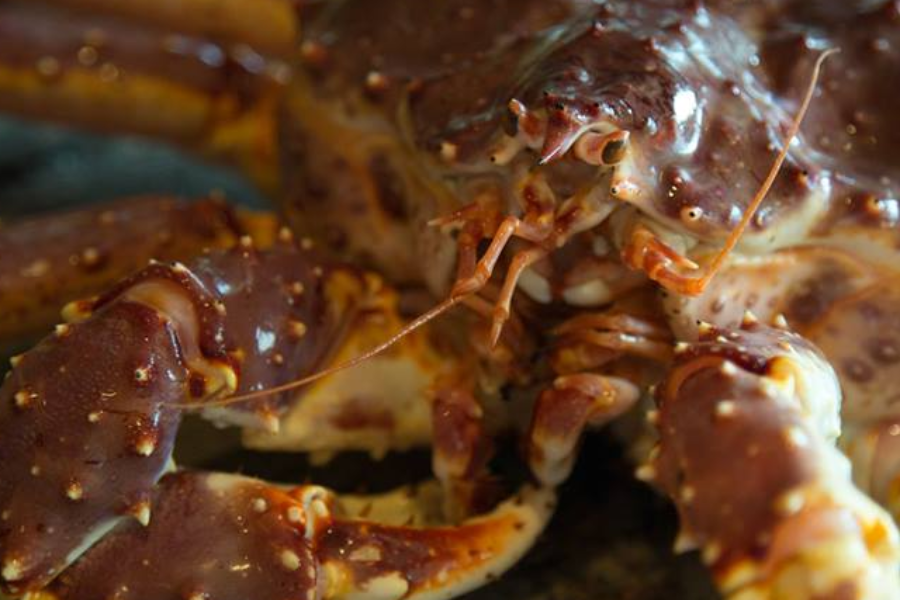 Королівський краб-сет